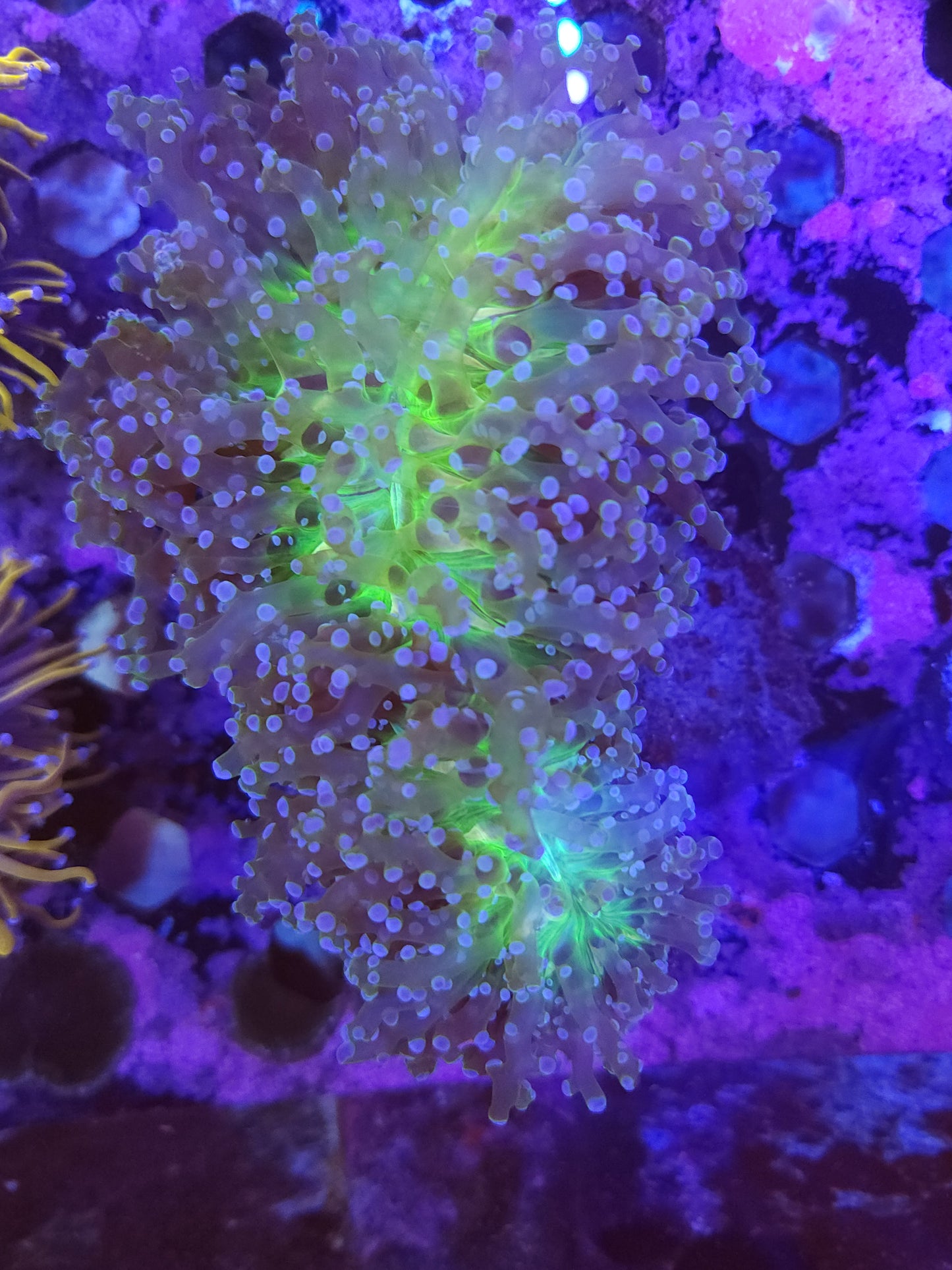 Insane Color XL Frogspawn