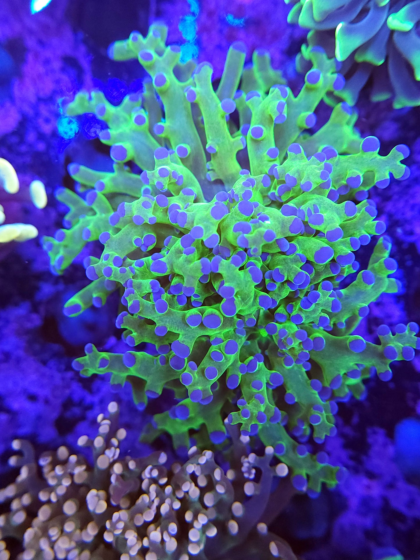 Double Neon Branching Frogspawn (Video in pics)