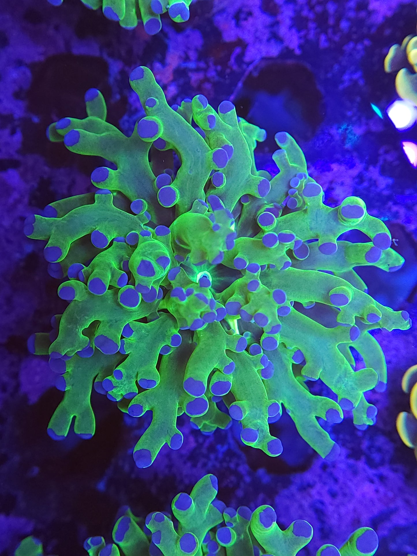 Neon Green Frogspawn