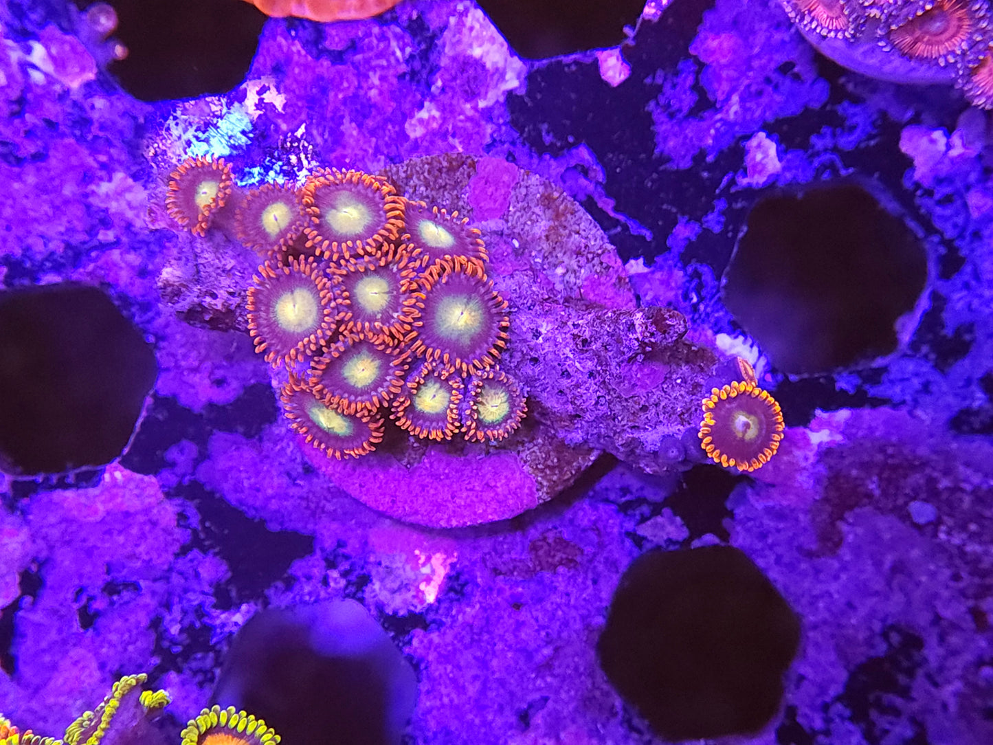 Zoa Frag