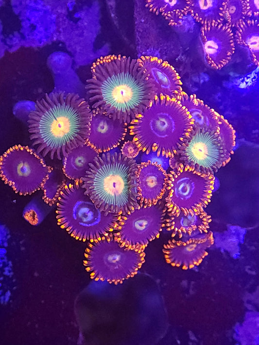 Mix Zoa Frag