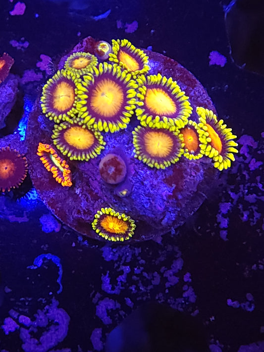 Ultra Dragon Eye Zoas