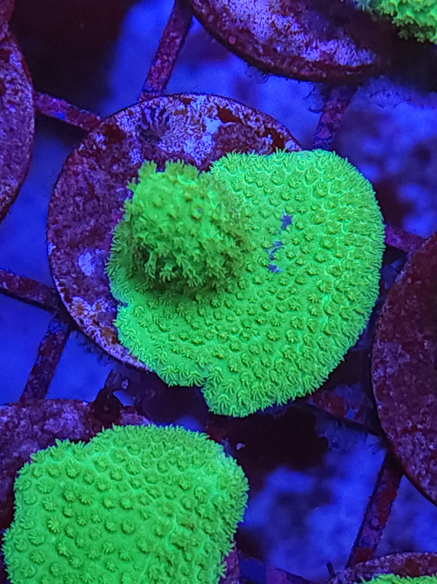 Fiji Porities