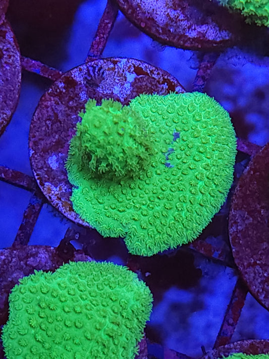 Fiji Porities