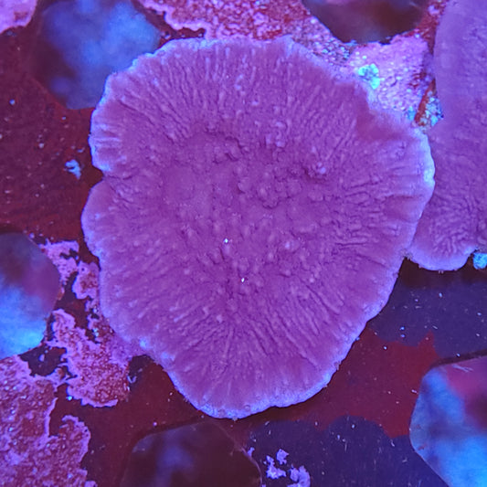 Purple Plum Montipora