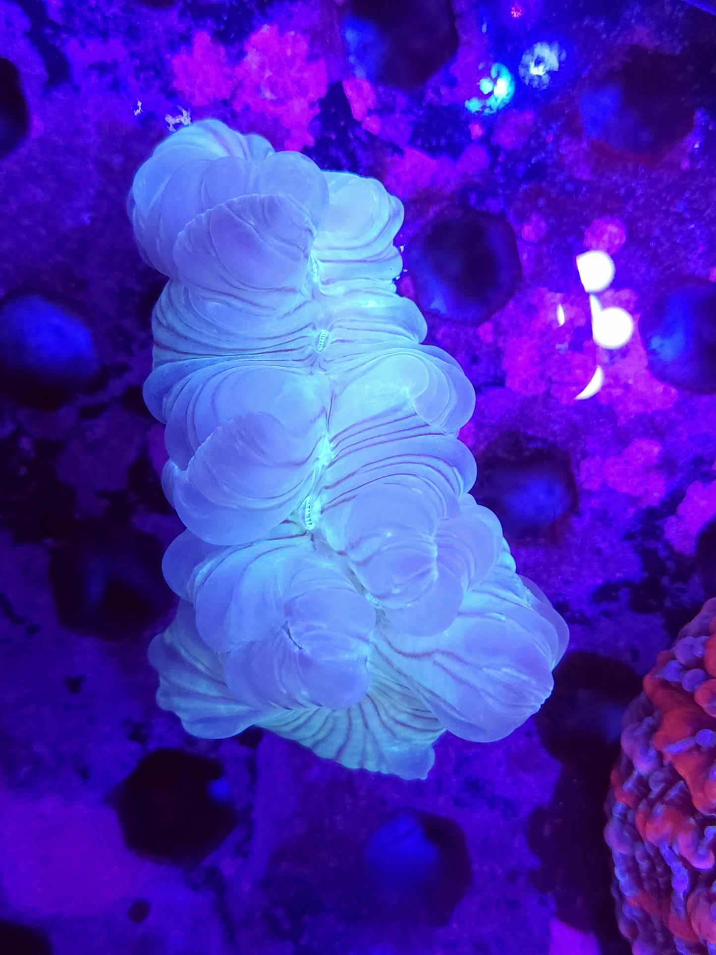 Fox Coral Medium