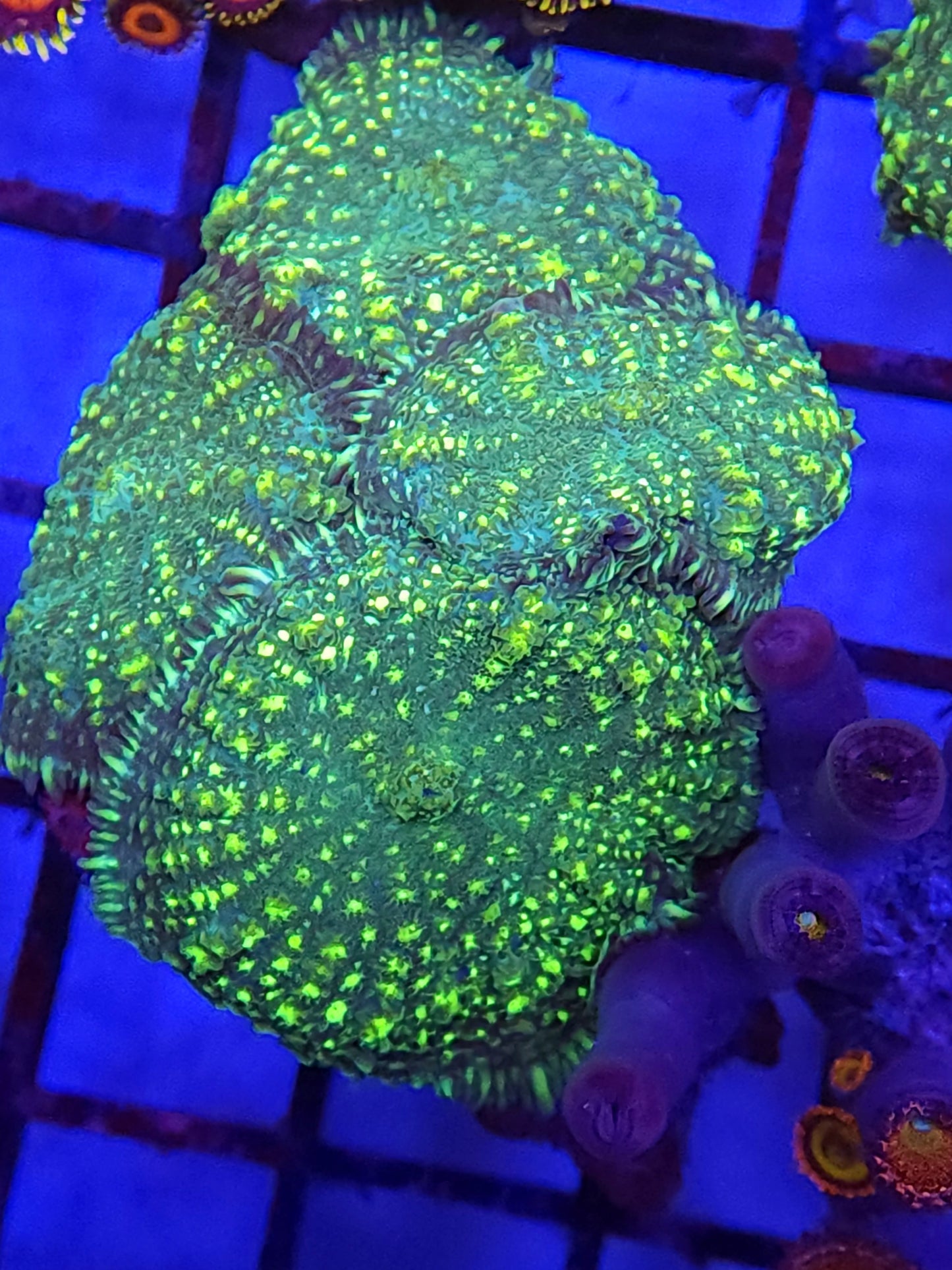 Uranium Rhodactis Mushroom Rock