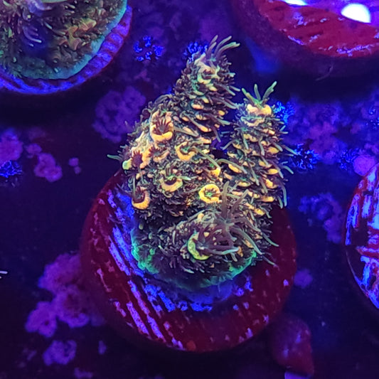 Tropicana Millie