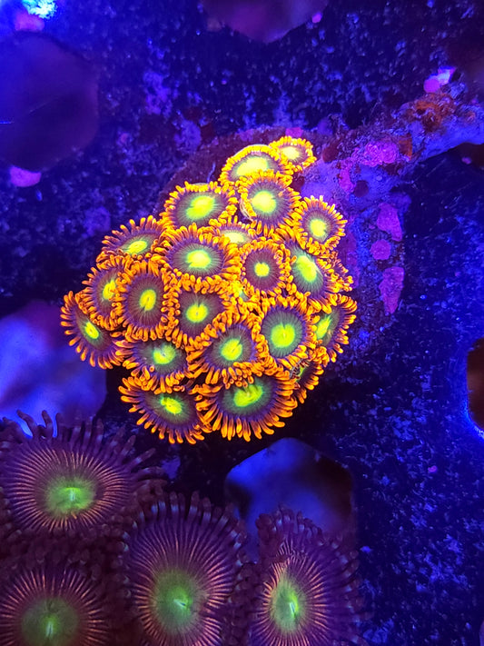 Ultra Zoas