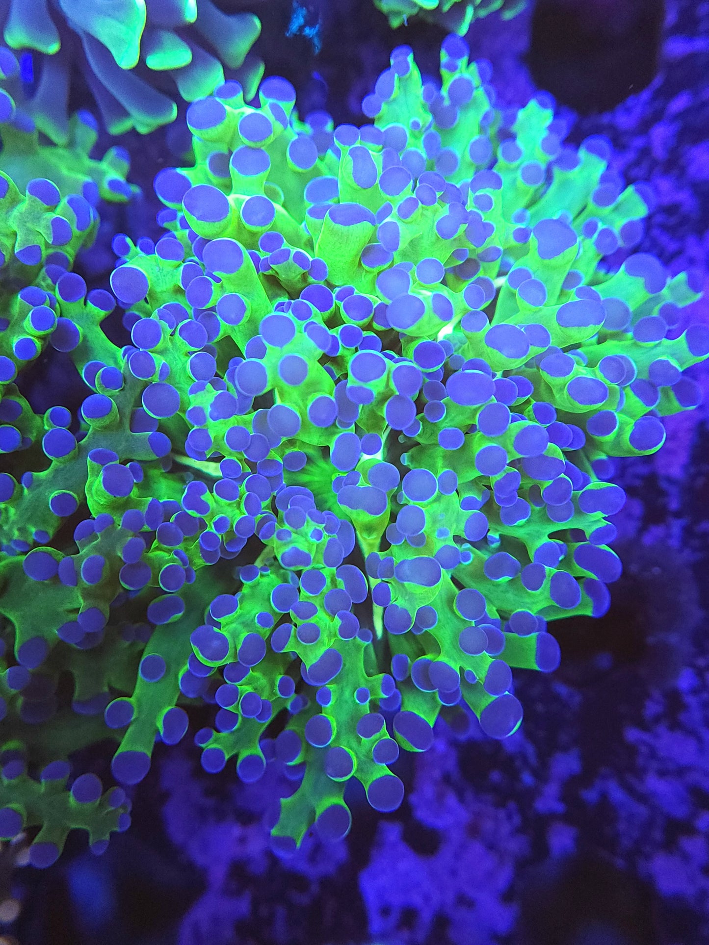 Double Neon Branching Frogspawn (Video in pics)