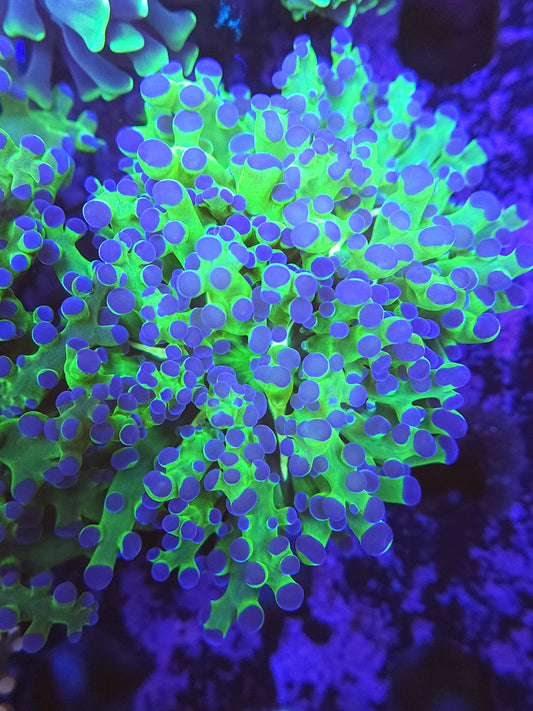 Double Neon Branching Frogspawn (Video in pics)