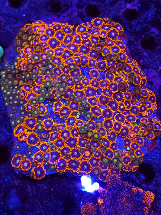 XL Bright Zoa Colony Rock