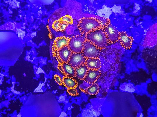 Mix Zoa Frag