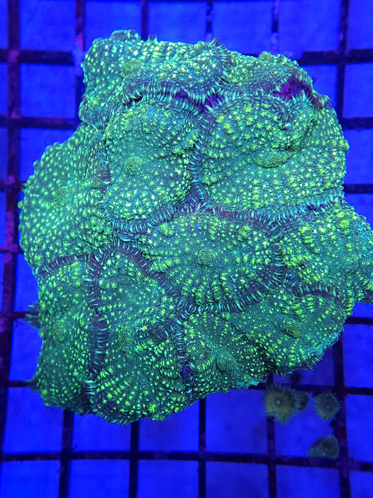 Uranium Rhodactis Colony Rock