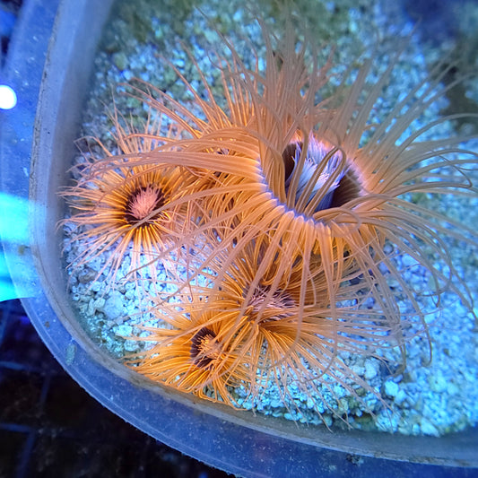 Neon Orange Tube Anemone