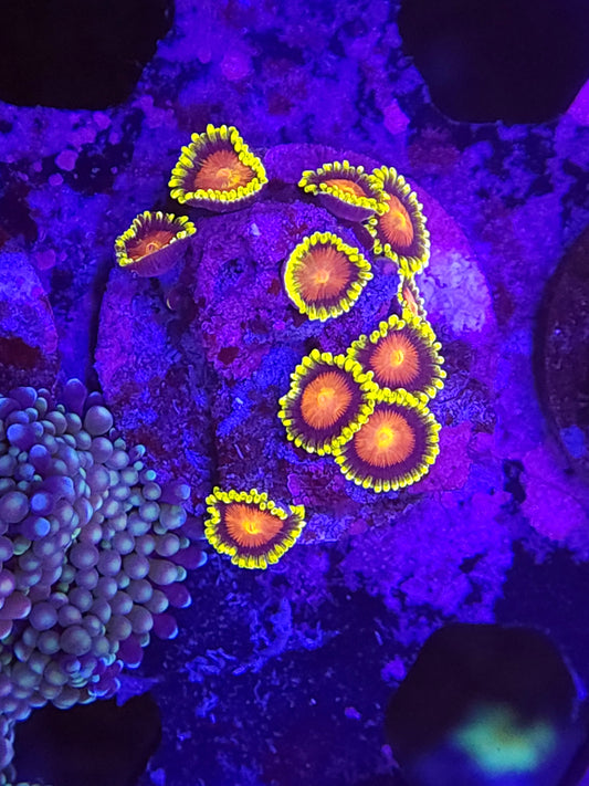 Dragon Eye Zoa Frag