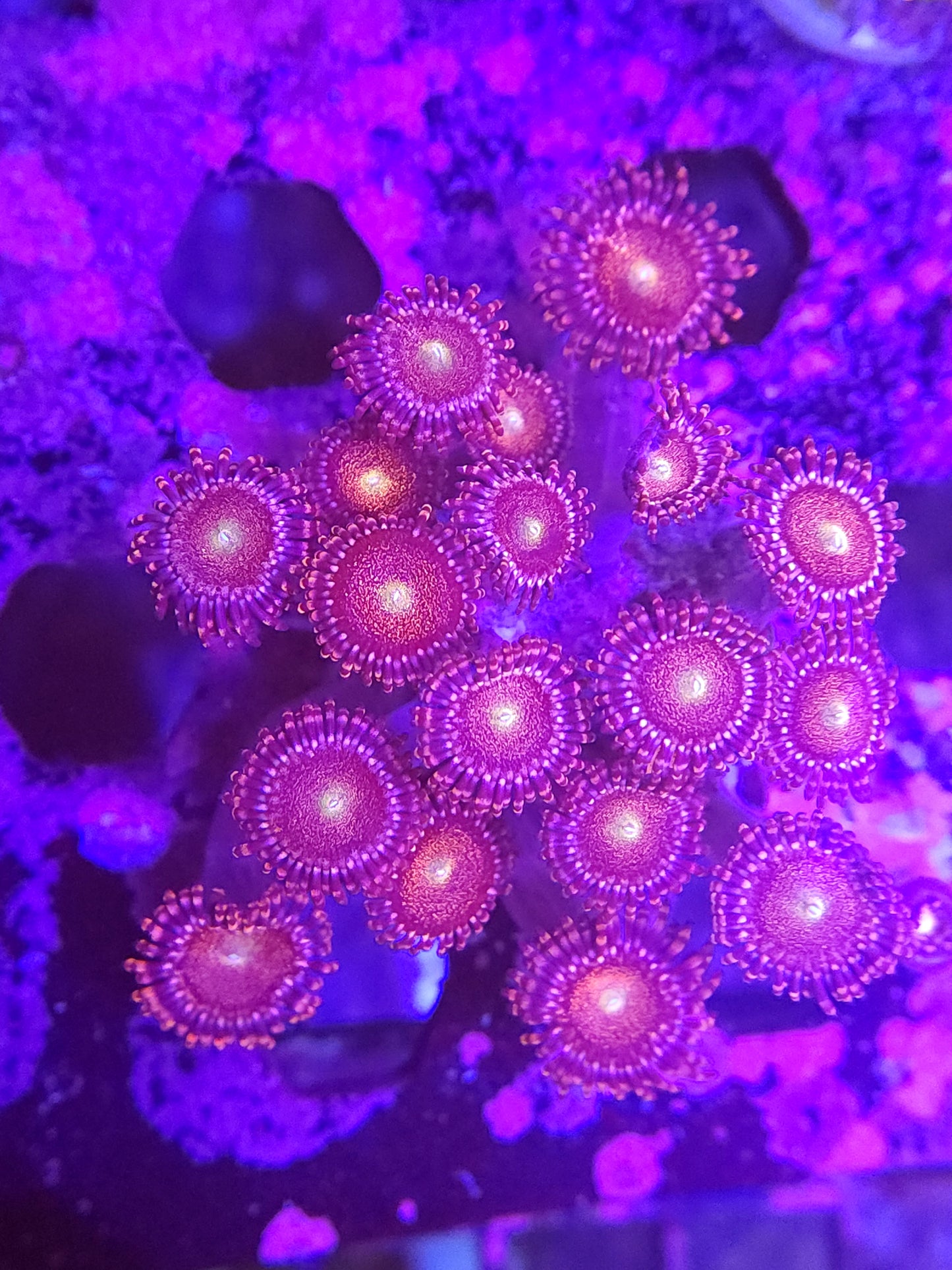 Mohawk Zoas