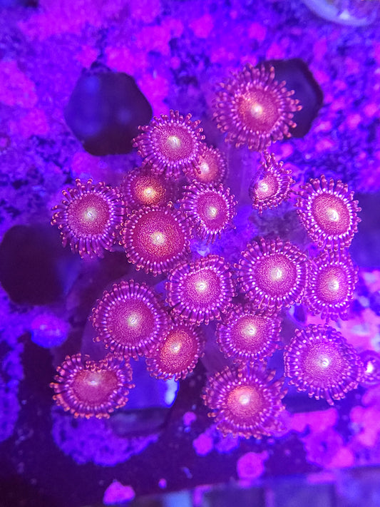 Mohawk Zoas