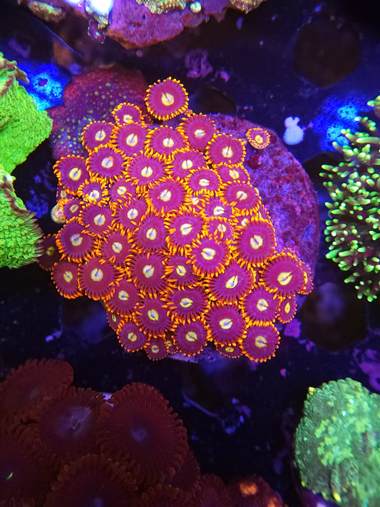 Fire and Ice Zoa Colony Growout Disk