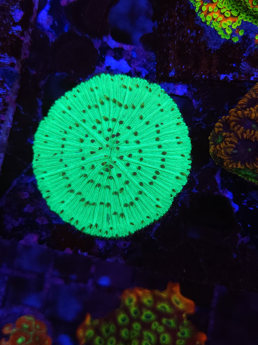 Neon Green with Black Tenticle Plate