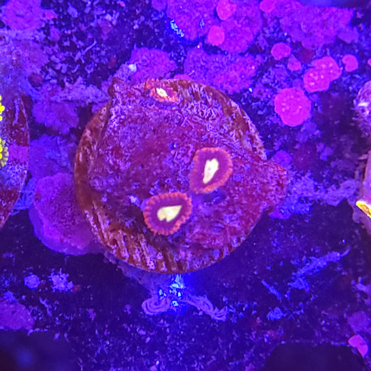 Fire and Ice Zoas