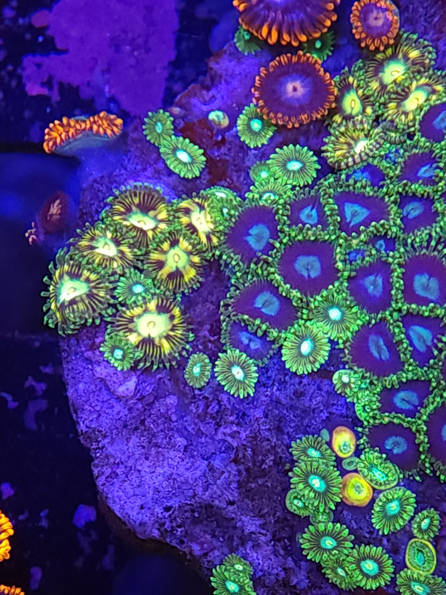 Crazy Mix Zoa Rock