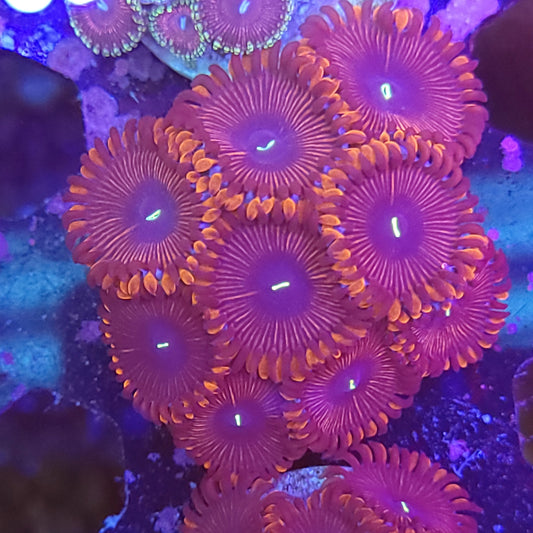 Red People Eater Paly Frag