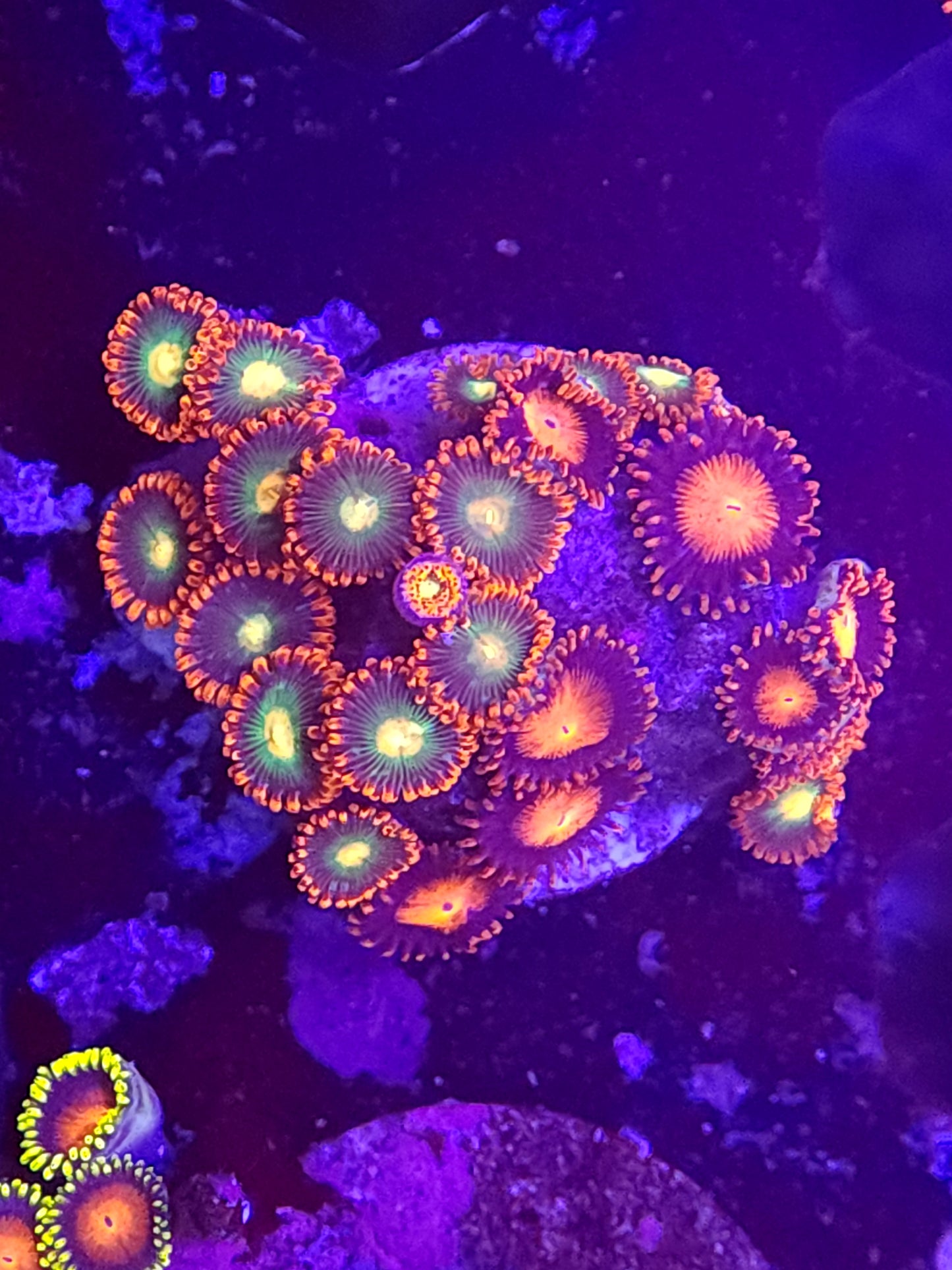 Bam Bam and Emerald Eye Mix Zoa Frag