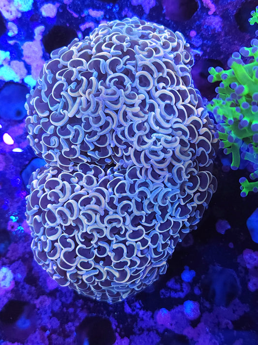 Large Gold Wall Hammer (Video in pics)