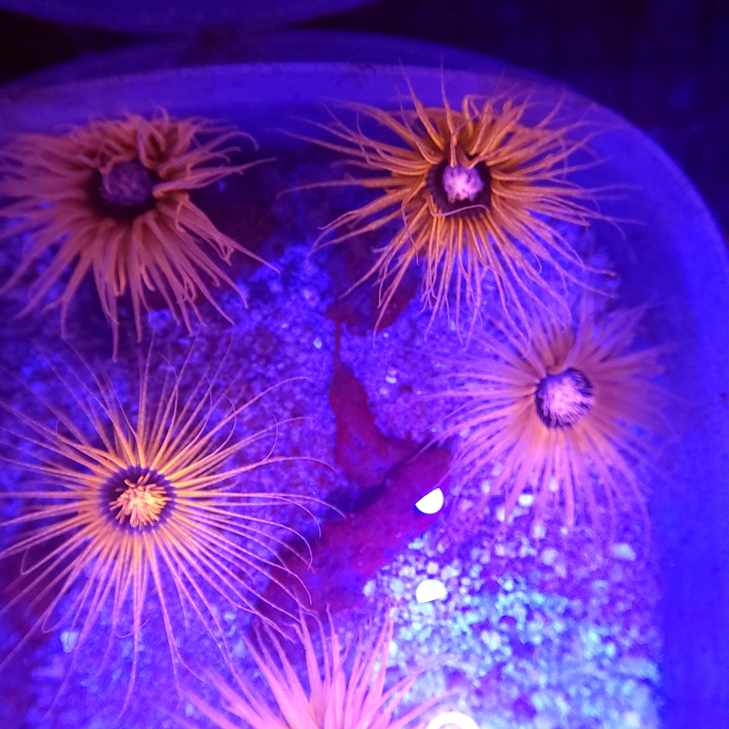 Neon Orange Tube Anemone