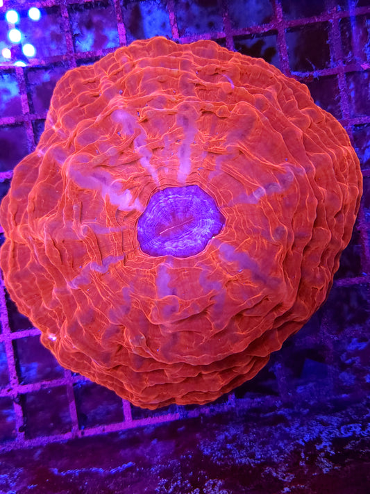 Red Indophyllia