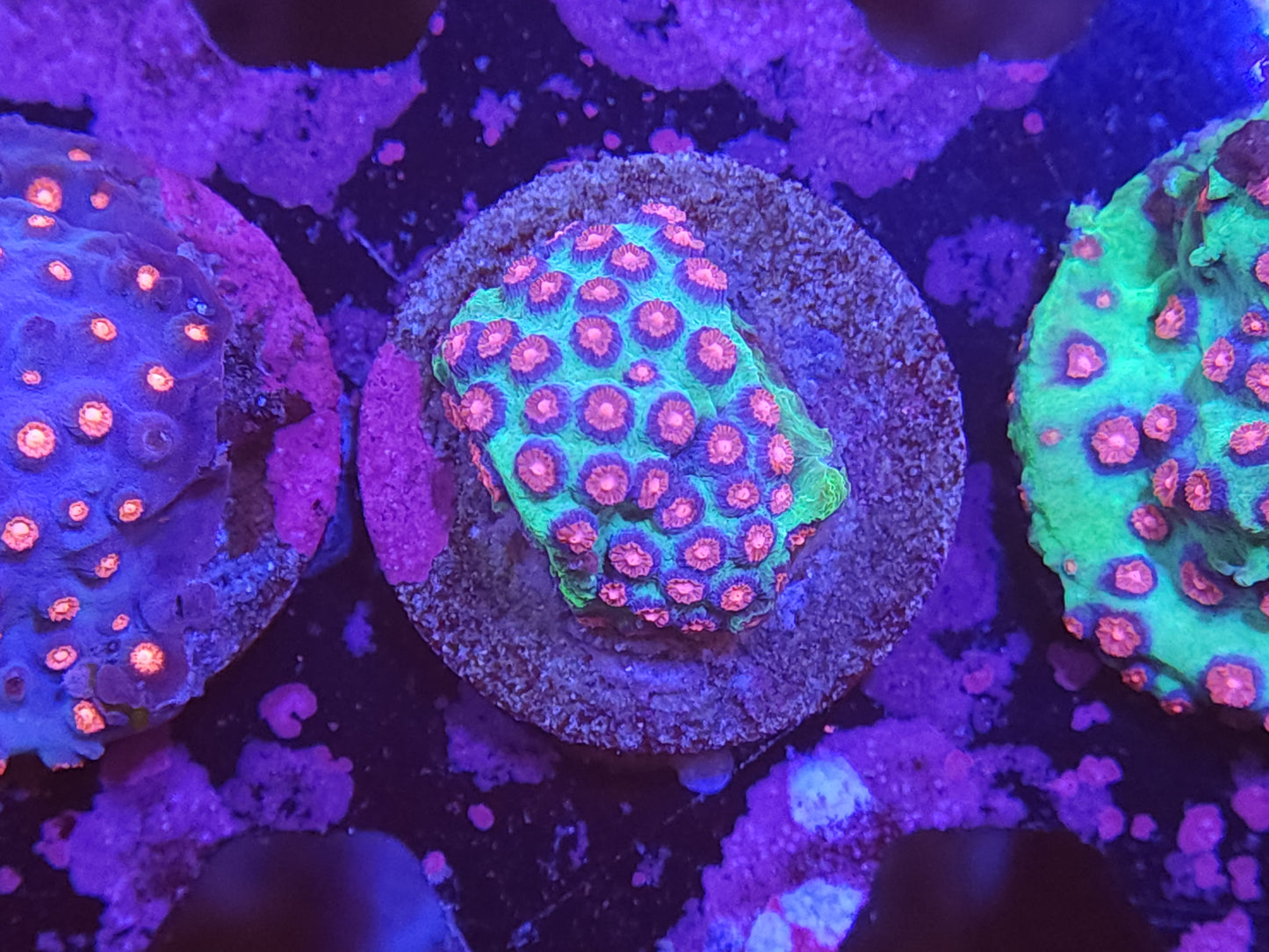 Alien Pox Cyphastrea