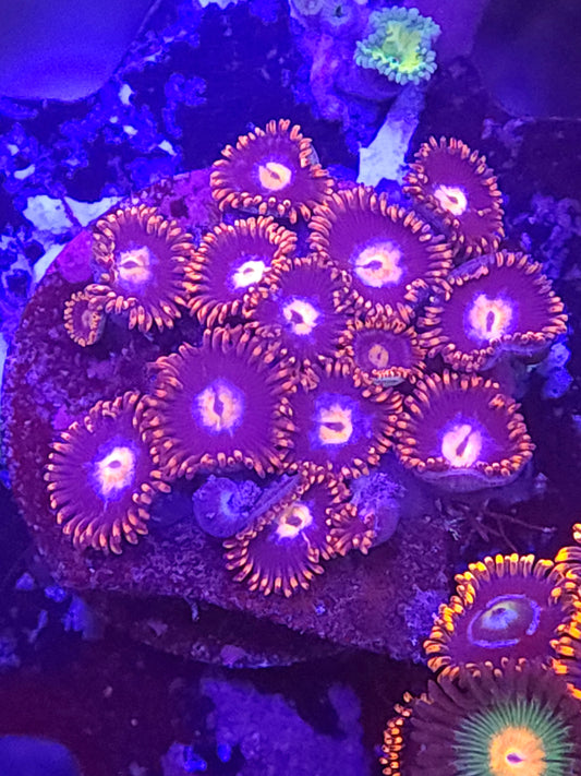 Fire and Ice Zoas