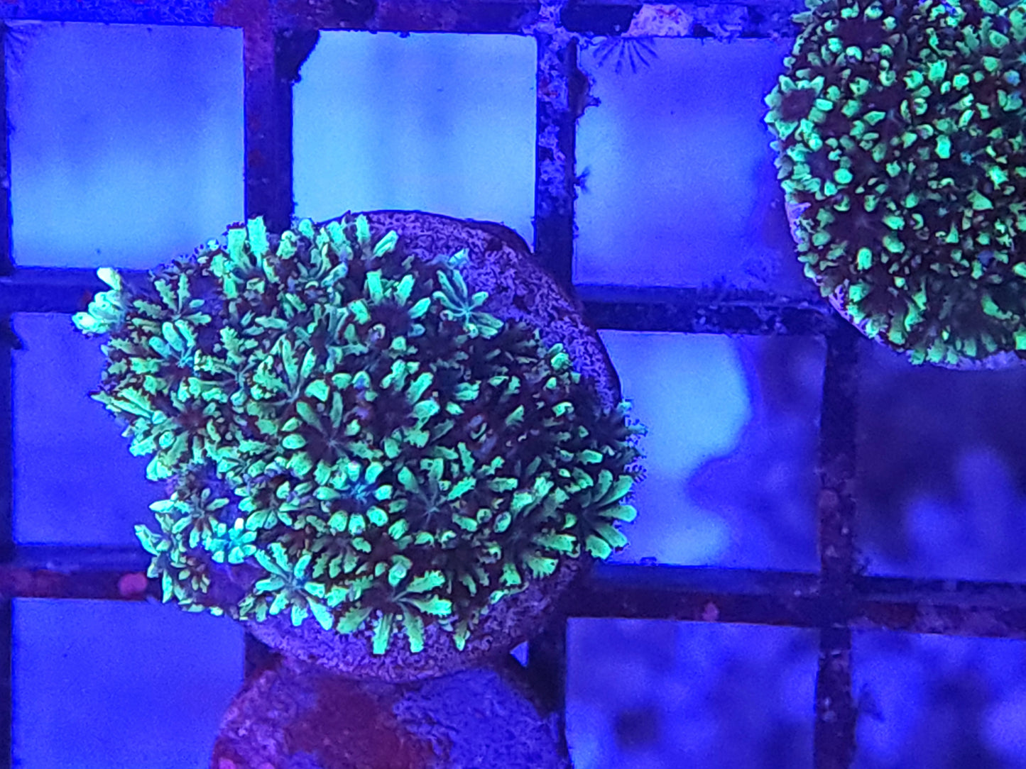 Blue Green Sympodium