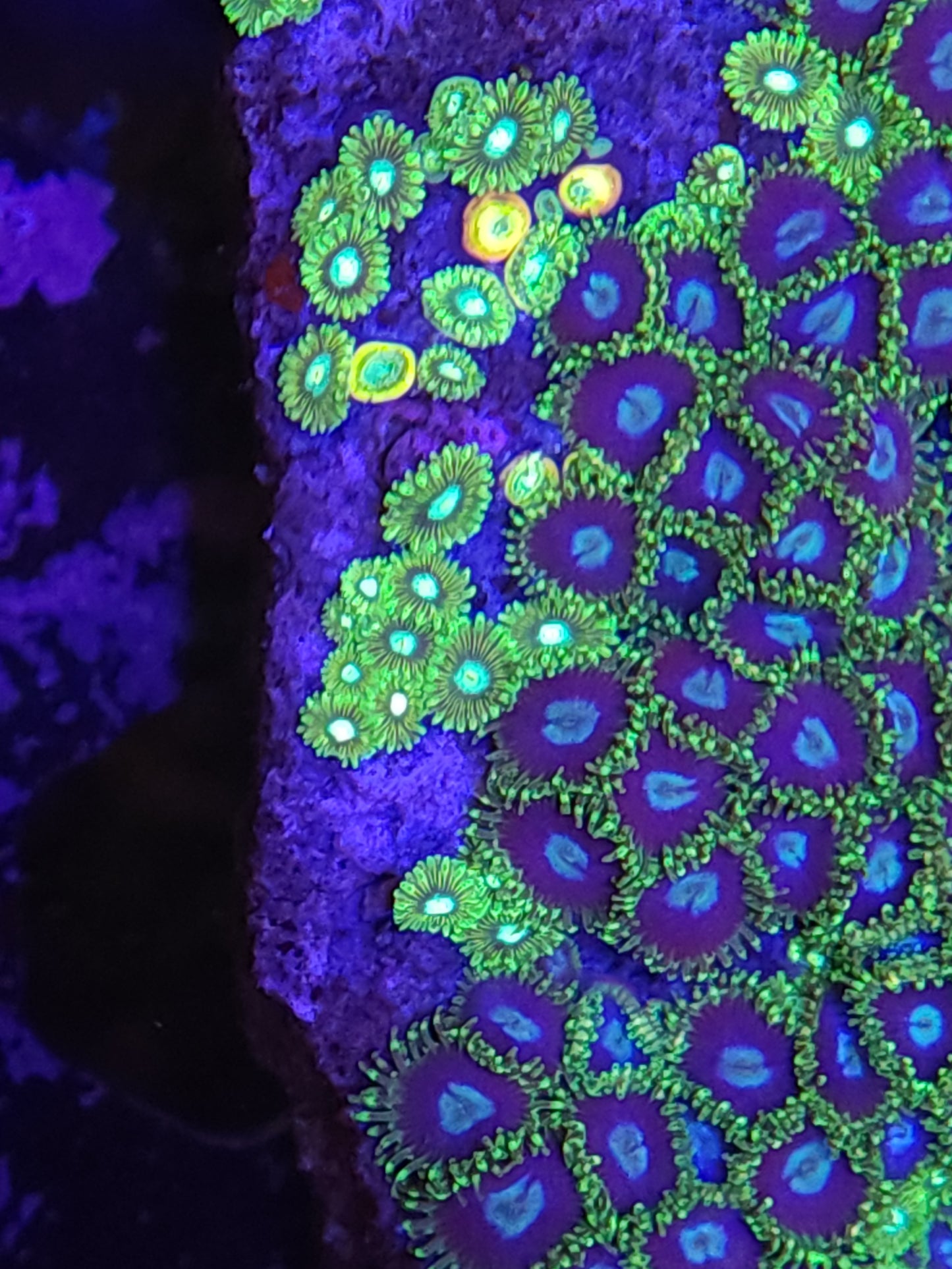 Crazy Mix Zoa Rock