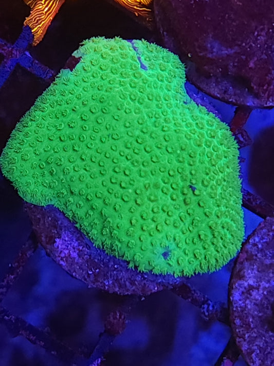 Fiji Porities