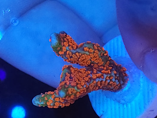 Forest Fire Momtipora Digitata