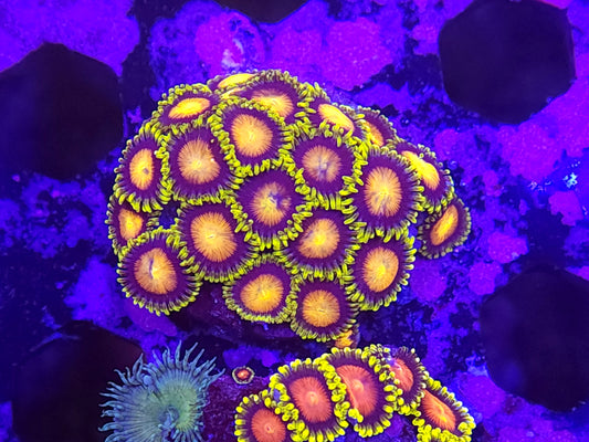 Dragon Eye Zoa Frag