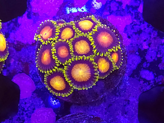 Mix Zoa Frag