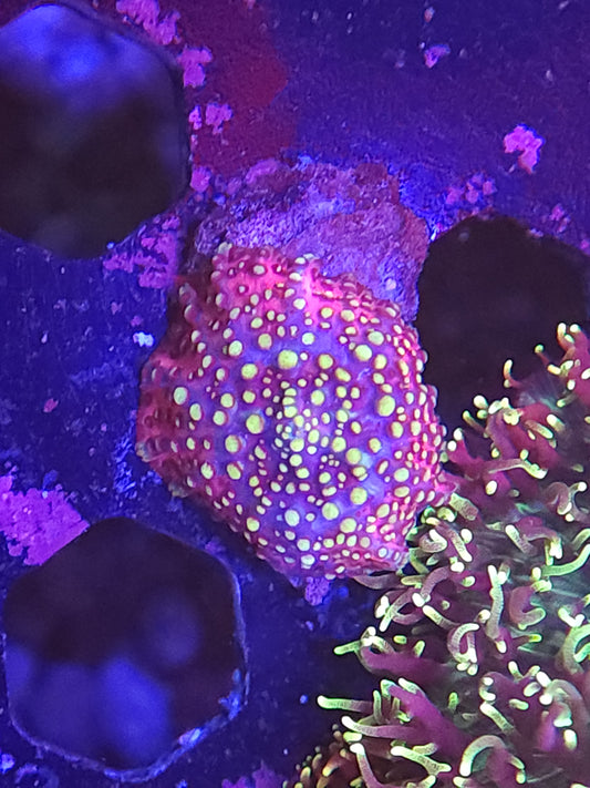 Lava Lamp Mushroom