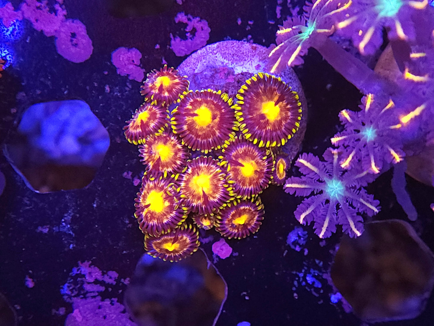 Laser Lemon Zoas