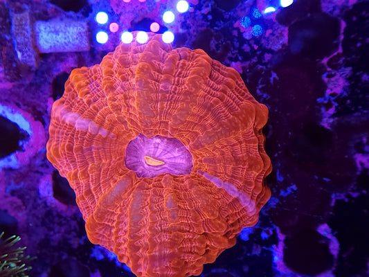 Ultra Pink and Red Indophyllia
