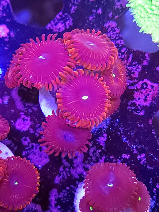 Red People Eater Palys
