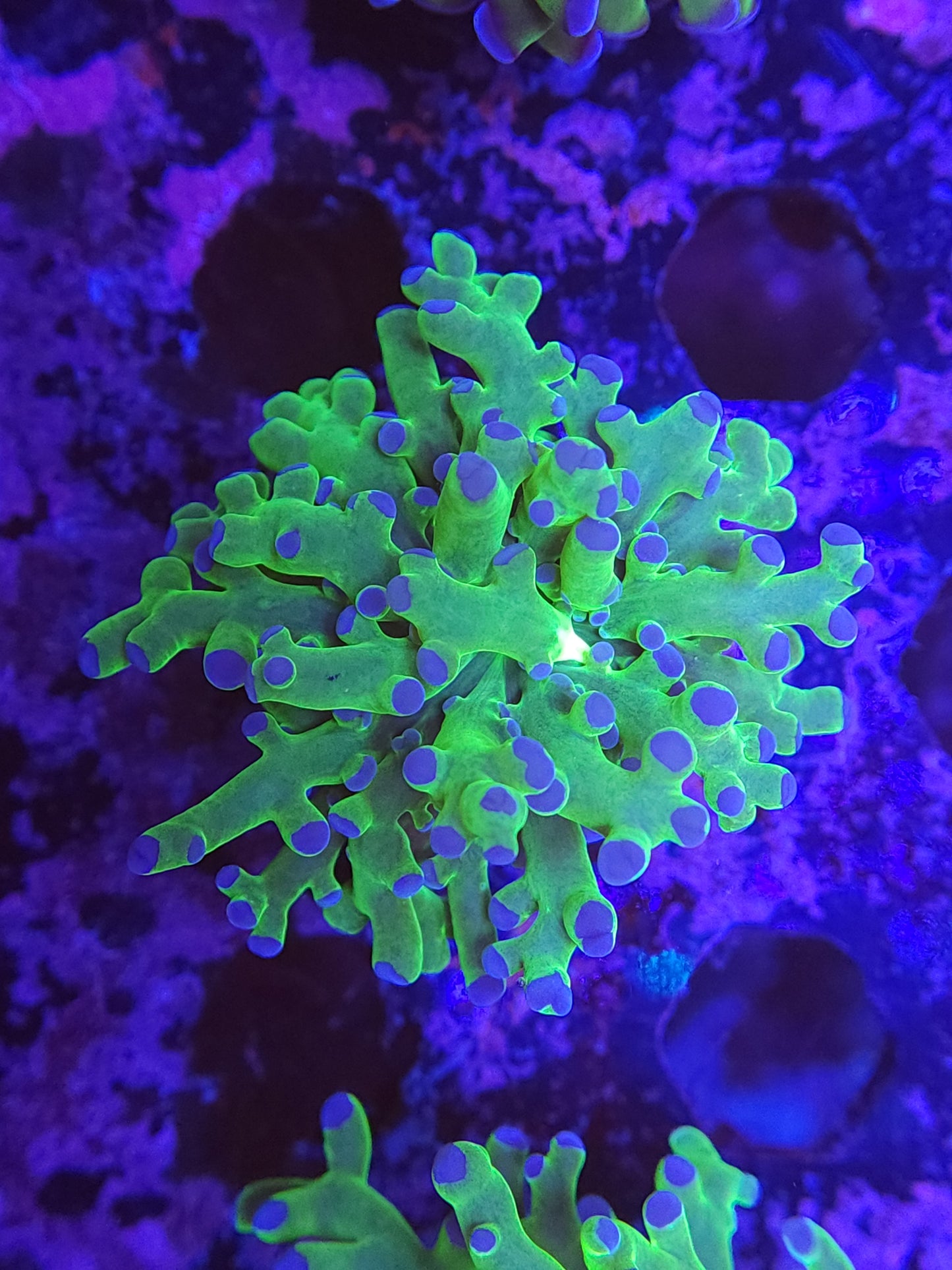 Neon Green Frogspawn