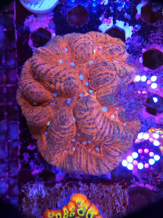 Red with Silver Eye Symphyllia