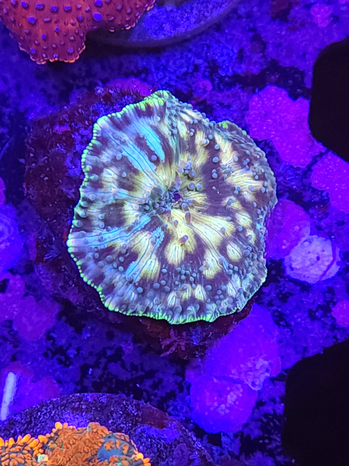 Ultra Gold Spotted Discosoma