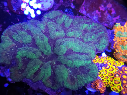 XL Forest Green Symphyllia