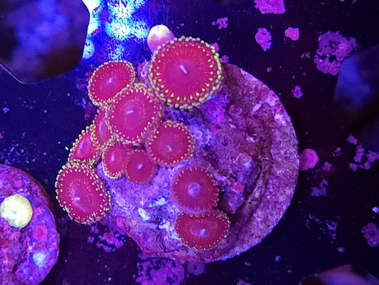 Gold Rim Zoas