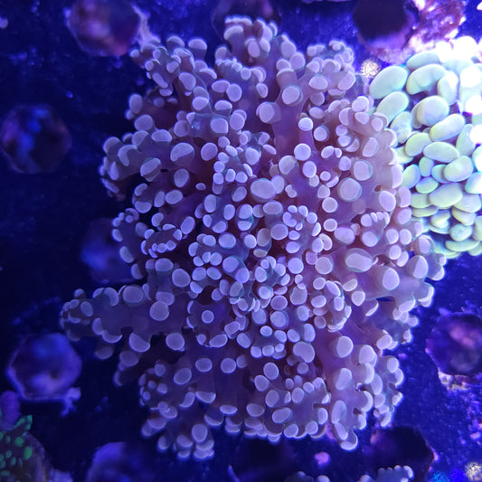 Pink and Purple Frogspawn Double (Video in pics)