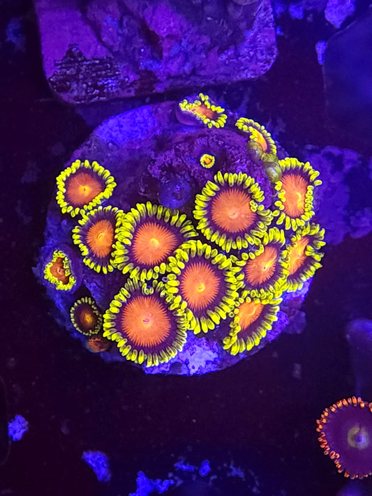 Ultra Dragon Eye Zoas